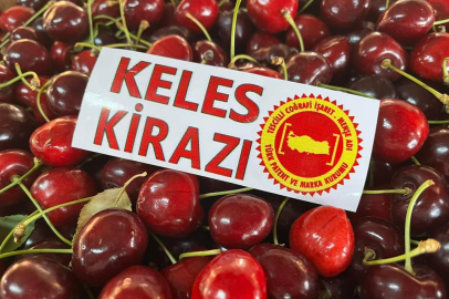 Keles kirazı hasadı başladı.İşte ihracat fiyatı